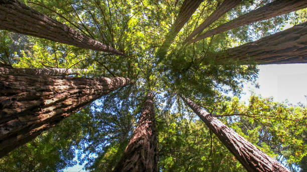 The Steps Involved in Our Tree Care Process in Orangeburg, SC